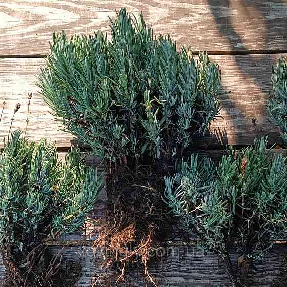 Дворічні сформовані саджанці лаванди рожевого кольору Loddon Pink Ірпінь