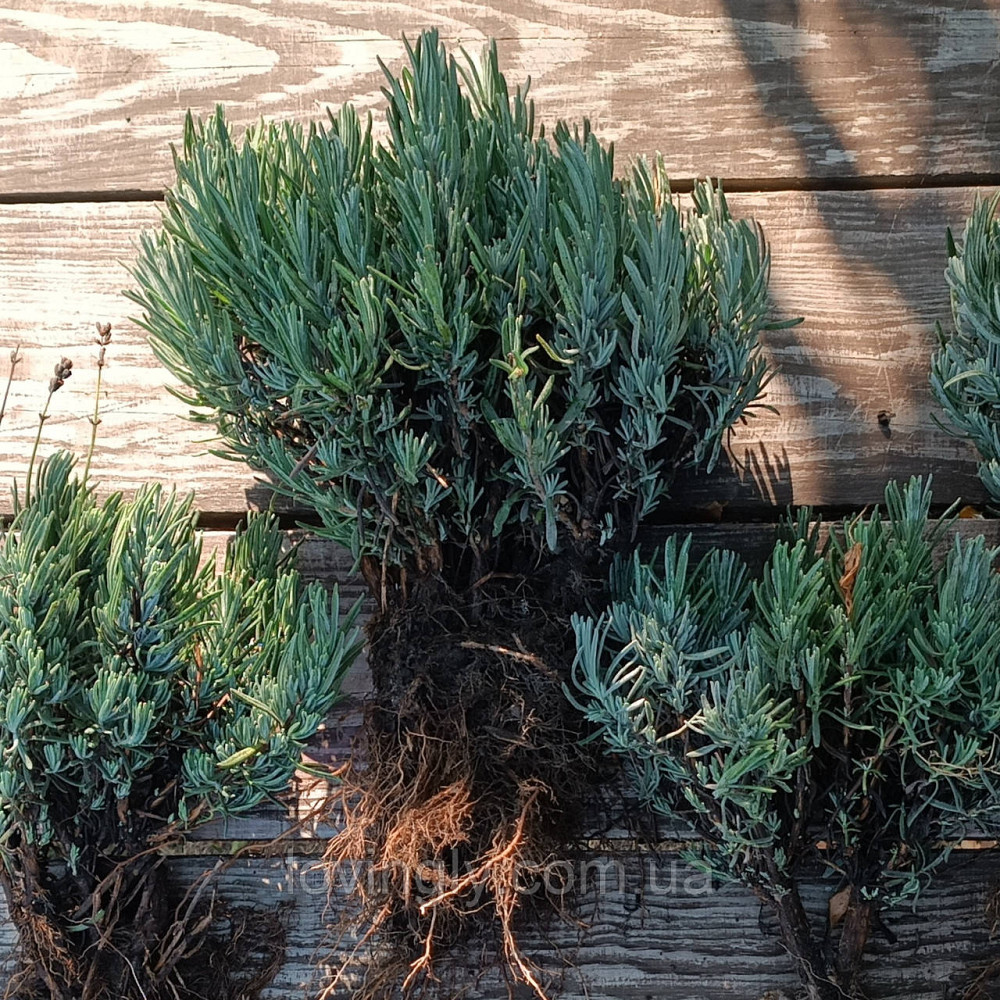 Дворічні сформовані саджанці лаванди рожевого кольору Loddon Pink Ірпінь - фото 2