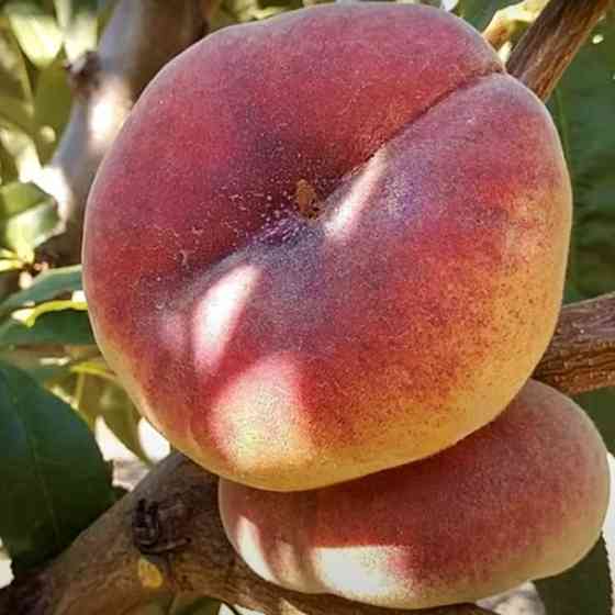 Саджанці персика Юла (привитий) - 1-річний Чернівці