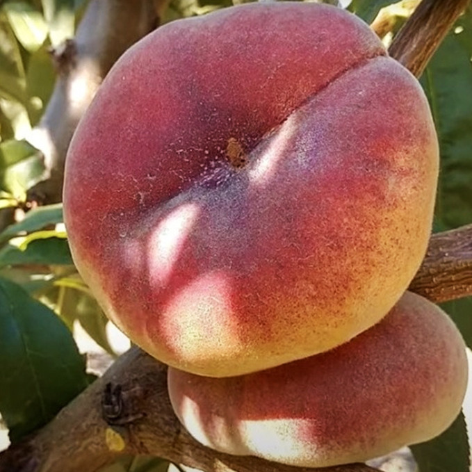 Саджанці персика Юла (привитий) - 1-річний Чернівці - фото 1