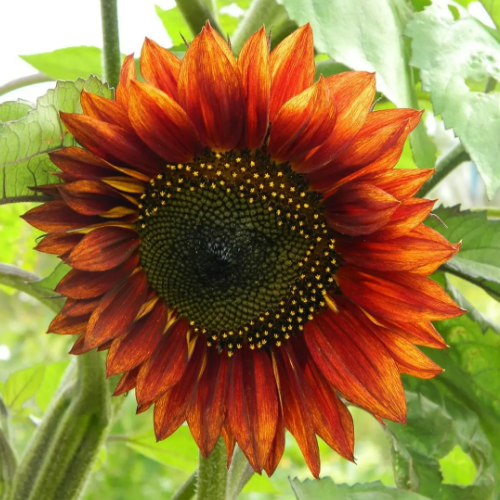 Соняшник Вечірнє сонце 1гр Професійне насіння Житомир - изображение 4