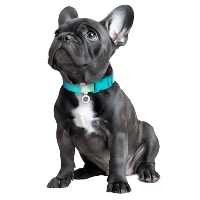 Нашийник для тварин WAUDOG Nylon Recycled з QR паспортом, градієнт, M блакитний (47012) Вінниця - фото 4