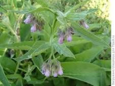 Корінь живокоста (Корень окопника) 100г master sem Киев - изображение 2