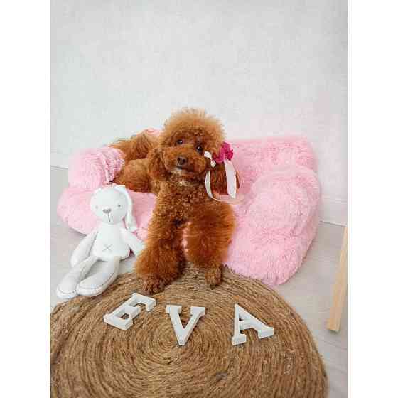 Хутряний диван лежак для собак і кішок спальне місце для тварин знімни Incor рожевий 10079 M (66х37х33) Київ