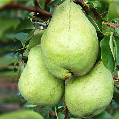 Саженцы груши Артемовская Зимняя (привитый) - 1-летний Черновцы - изображение 1