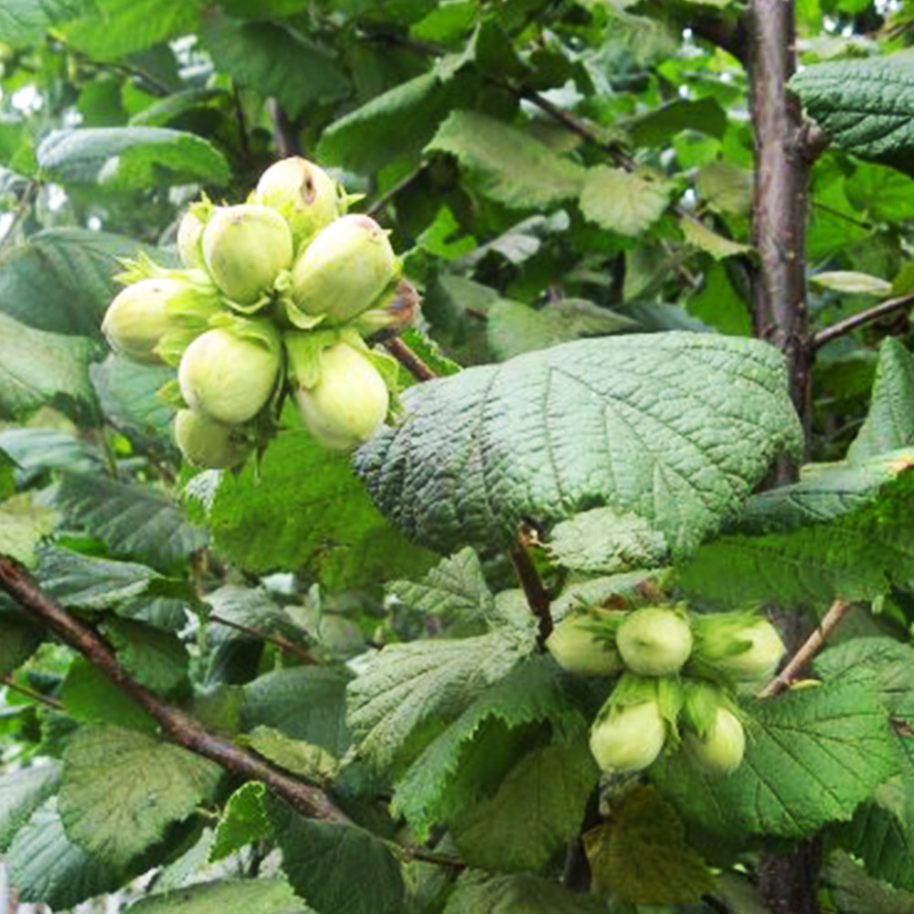 Саджанці фундука Бадіус - 2-річний Чернівці - фото 3