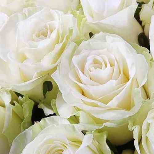 Саджанці троянд Мондіаль (привитий) - 2-річний Чернівці