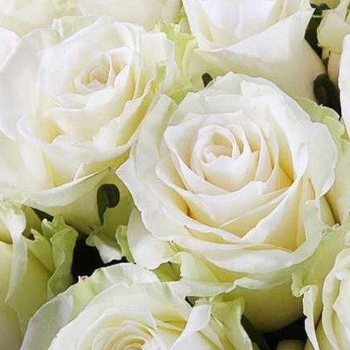 Саджанці троянд Мондіаль (привитий) - 2-річний Чернівці - фото 1