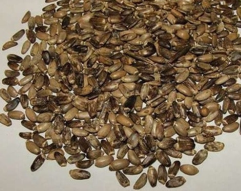 10кг., Расторопша пятнистая (цельные семена) MasterSEM Киев - изображение 1