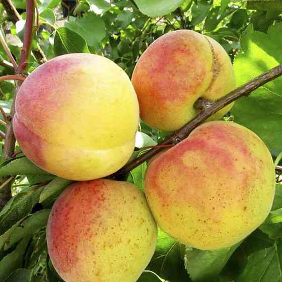 Живці абрикоса НЖА-19 (5 штук) Чернівці