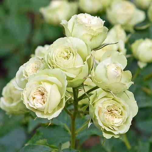 Саджанці троянд Грін Глоу (привитий) - 2-річний Чернівці