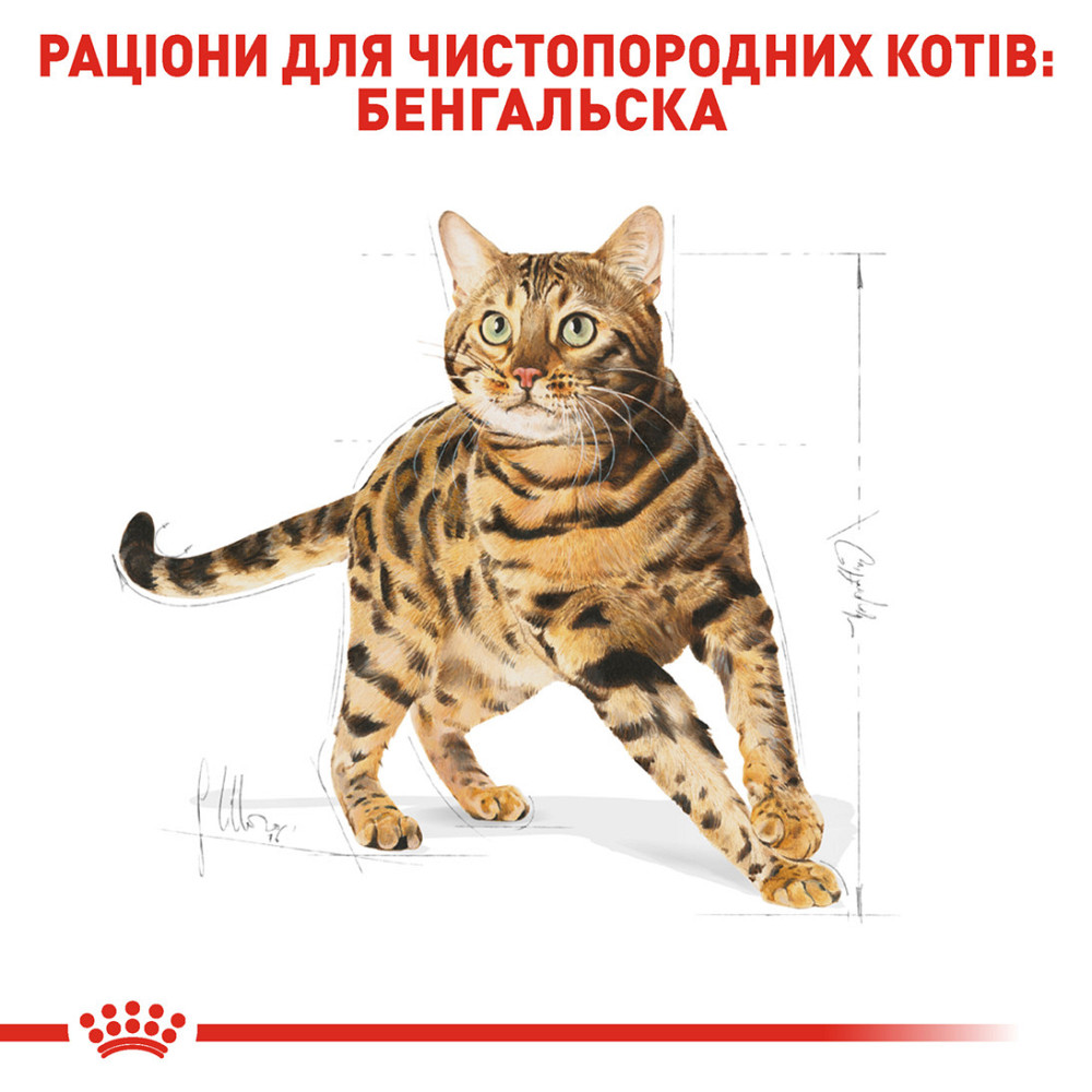 Корм для дорослих котів породи Бенгальська ROYAL CANIN BENGAL ADULT 2.0 кг Київ - фото 3