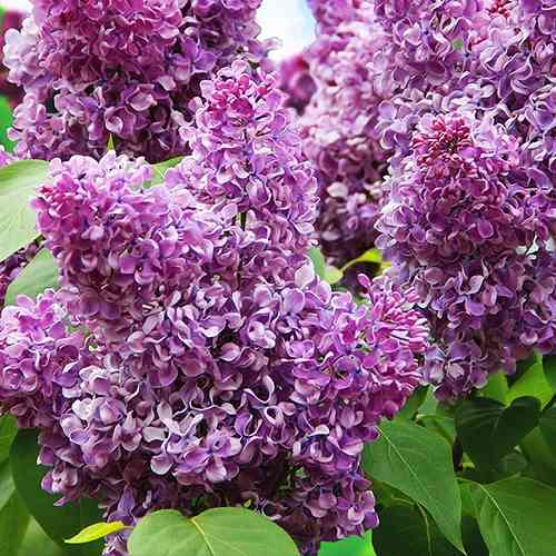 Саджанці бузку Академік Курчатов (привитий) - 2-річний Чернівці