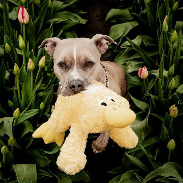 Іграшка для собак Patchwork Pet Platypus (Печворк Пет качкодзьоб) 200 Запоріжжя - фото 2