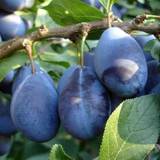 Саджанці сливи Стенлей (привитий) - 1-річний Чернівці