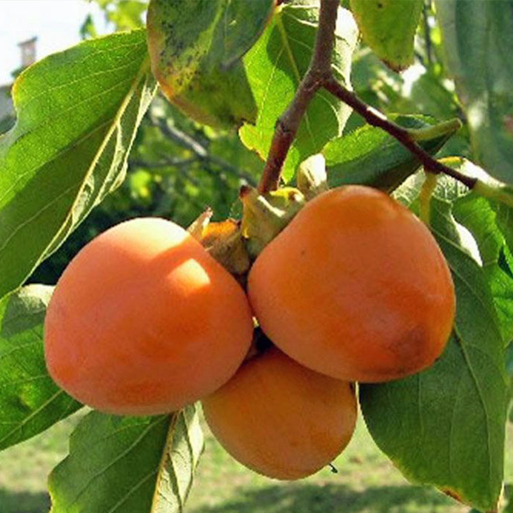 Саджанці хурми Божий Дар (привитий) - 1-річний Чернівці - фото 1