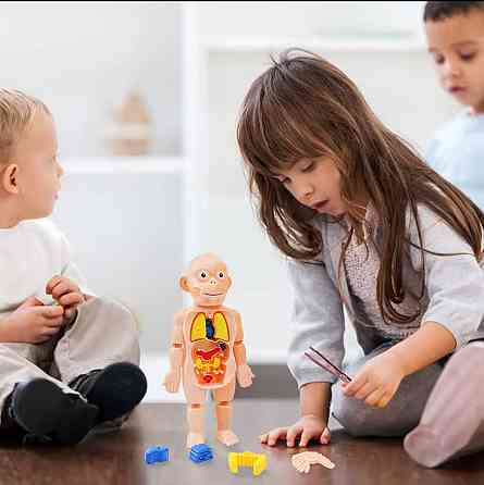 Модель анатомії тіла людини 3 D пазл навчальна іграшка для дітей 23 см різнокольоровий Київ