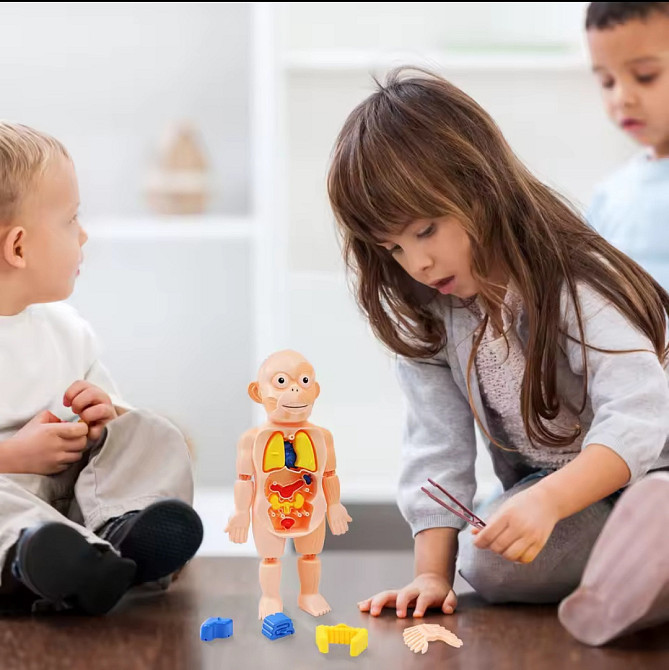 Модель анатомії тіла людини 3 D пазл навчальна іграшка для дітей 23 см різнокольоровий Київ - фото 2