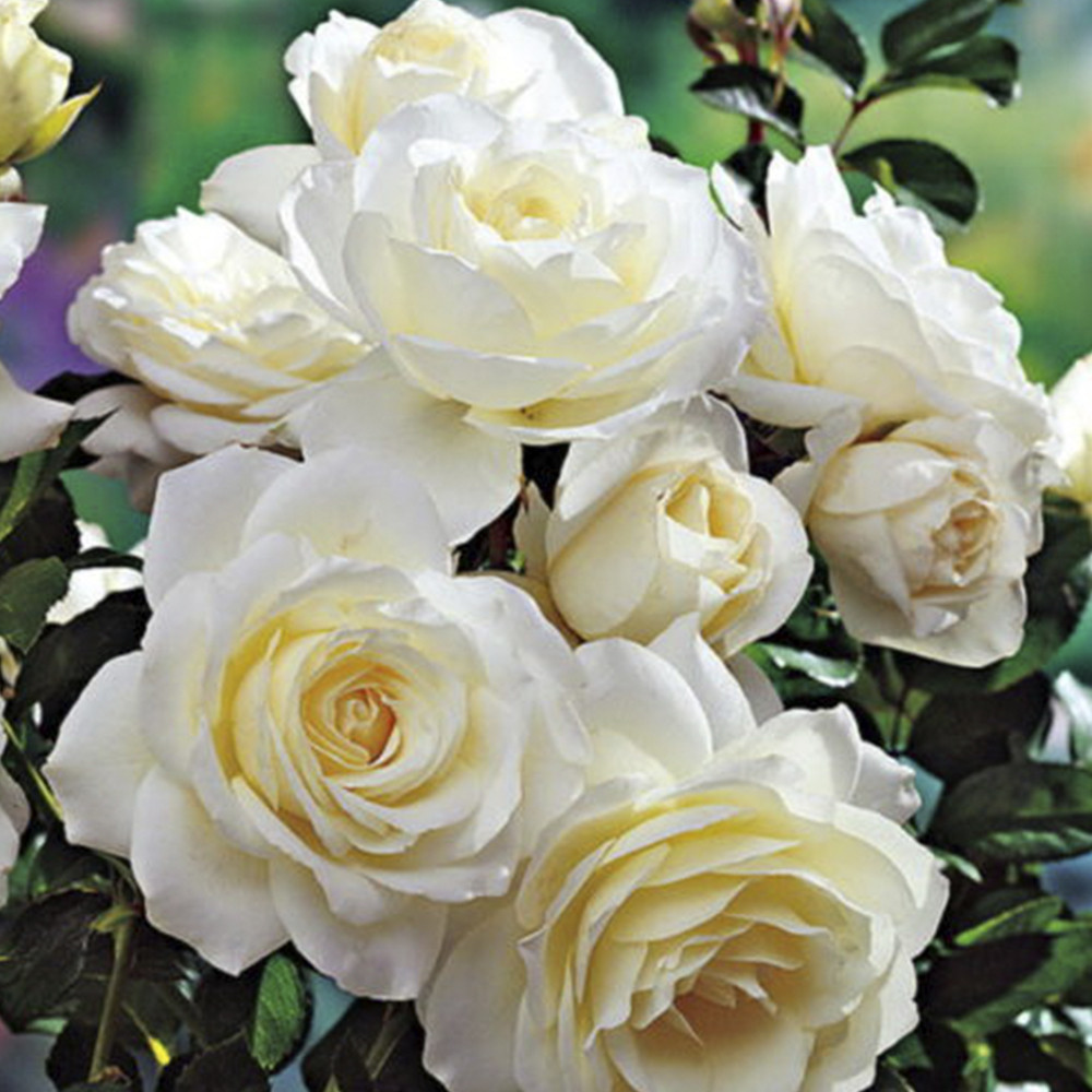 Саженцы плетистых роз Мон Блан (привитый) Черновцы - изображение 1