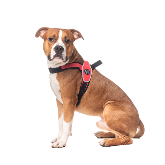 Шлея для великих собак Tre Ponti Size XL Red Луцк