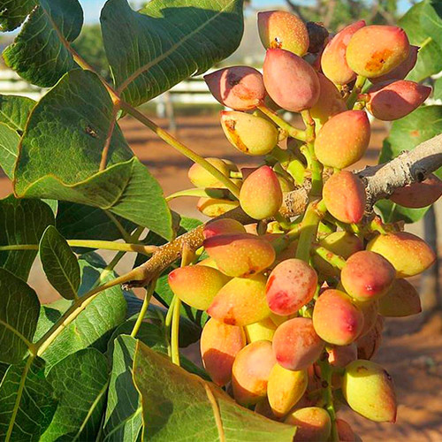 Саженцы фисташки Киргизская - 1-летний Черновцы - изображение 2