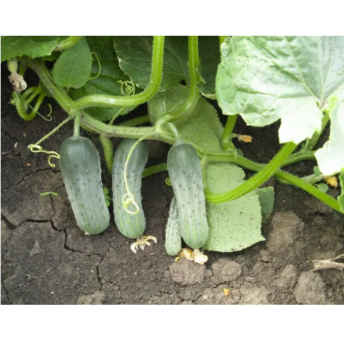 Огірок Пучіні F1 самозапильний 10шт Професійне насіння Житомир - изображение 3