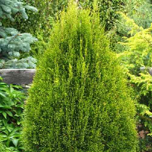 Саджанці туї Вітбонт Чернівці