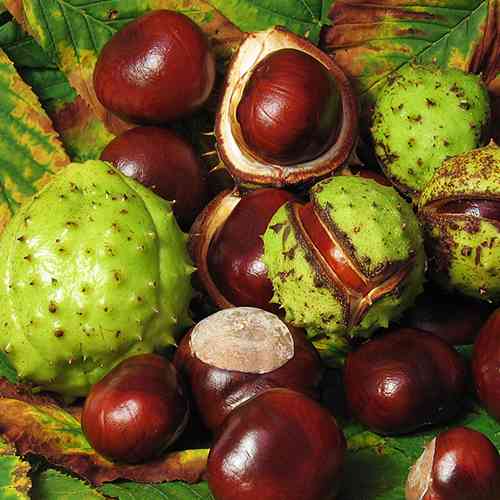 Саженцы каштана Конский - 1-летний Черновцы