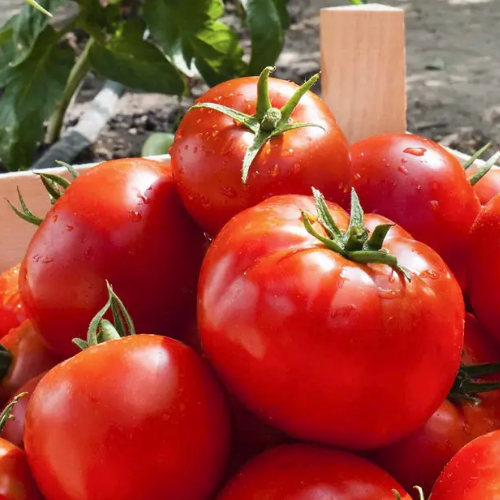 Томат Тропікл Джем F1 кущовий великоплідний 20шт Професійне насіння Житомир