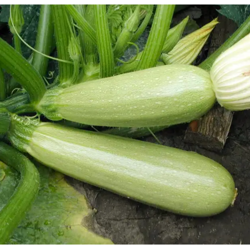 Кабачок Карізма F1 салатовий 5шт Професійне насіння Житомир - изображение 3