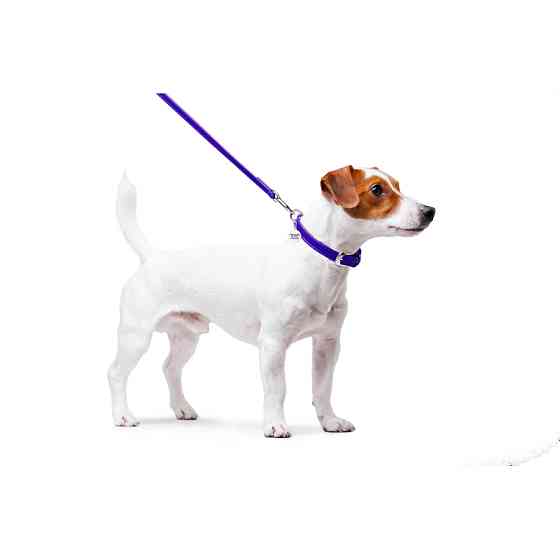 Повідець для собак шкіряний WAUDOG Glamour, Ш 12 мм, Дов 122 см фіолетовий Коломия