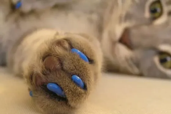 Антицарапки для кошек, накладные колпачки S 2.5-4 кг Киев