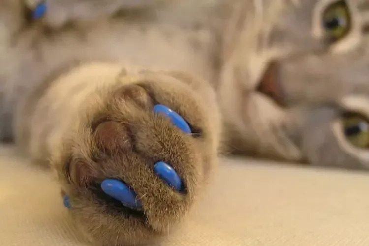 Антицарапки для котів S (2.5-4 кг) пластикові накладки Київ - фото 4