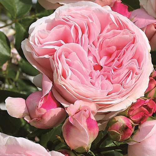 Саженцы роз Джардина (привитый) - 2-летний Черновцы - изображение 1