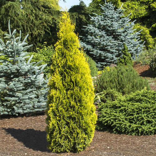 Саджанці туї Жовта Стрічка Чернівці - фото 1