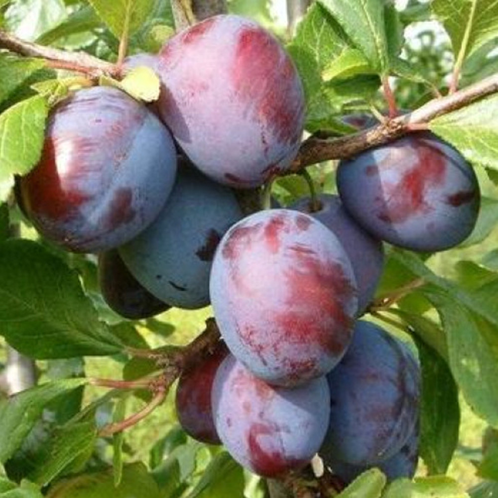 Саджанці сливи Президент (привитий) - 1-річний Чернівці - фото 1