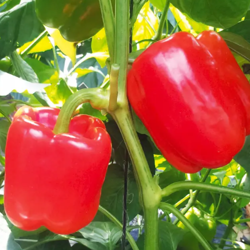 Перець Сіндерелла F1 кубовидний червоний 8шт Професійне насіння Житомир - фото 2