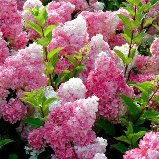 Саженцы гортензии Ванилла Фрайз (метельчатая) (черенкованный) - 1-летний Черновцы