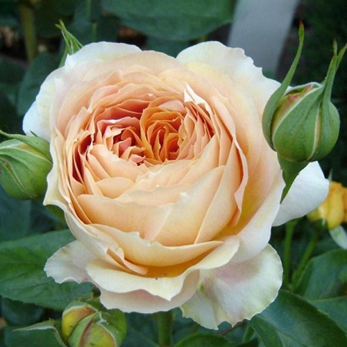 Саджанці троянд Карамель Антик (привитий) - 2-річний Чернівці - фото 1