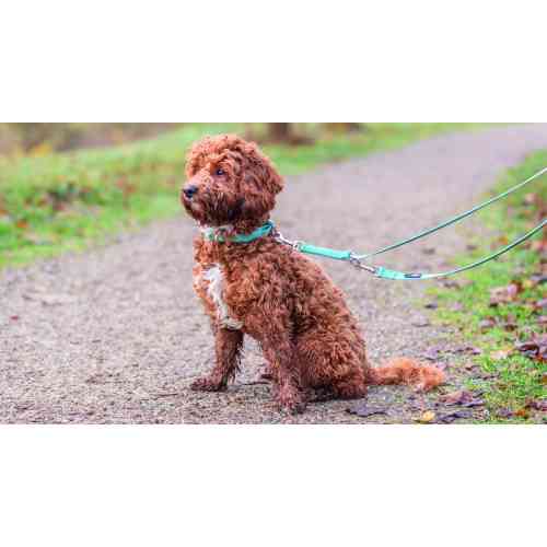 Нашийник Trixie Premium для собак XXS–XS 15–25 см 10 мм аква Киев