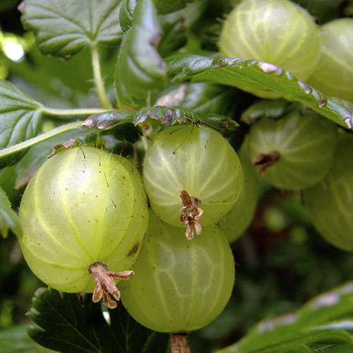 Саженцы крыжовника Донецкий Великоплодный (черенкованный) - 1-летний Черновцы - изображение 1