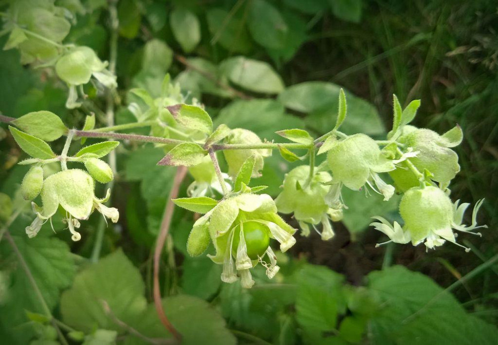 Смолевка ягодная (Дутень/Смілка /Хлопушка/Смолка), 50г master sem Киев - изображение 1