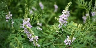 Галега лікарська (Козлятник лекарственный) 100г master sem Киев - изображение 2