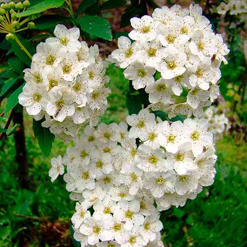 Саджанці спіреї Густоцвіткова (черенкований) - 1-річний Чернівці