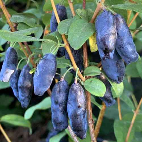 Саженцы жимолости Блу банана (черенкованный) - 3-летний Черновцы