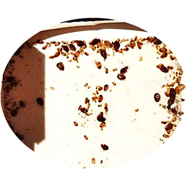 Пастка для постільних клопів Panko, 5 шт Дніпро - фото 7