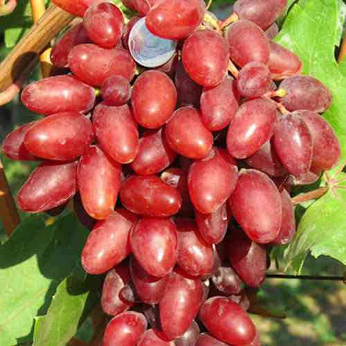 Cаджанці винограду Коронний (черенкований) - 1-річний Чернівці