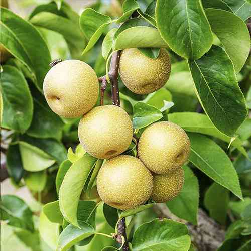 Саженцы груши азиатской Хоюро (привитый) - 2-летний Черновцы