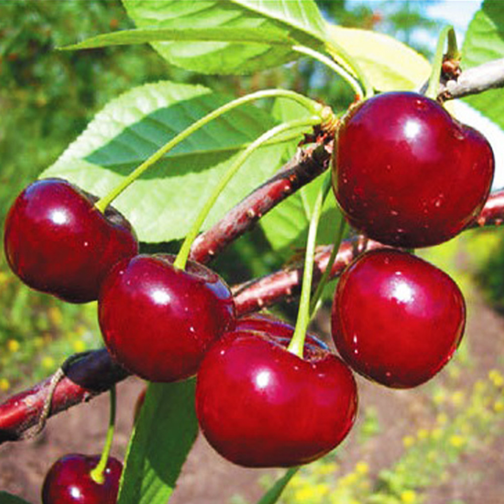 Живці вишні Ерді (5 штук) Чернівці - фото 1