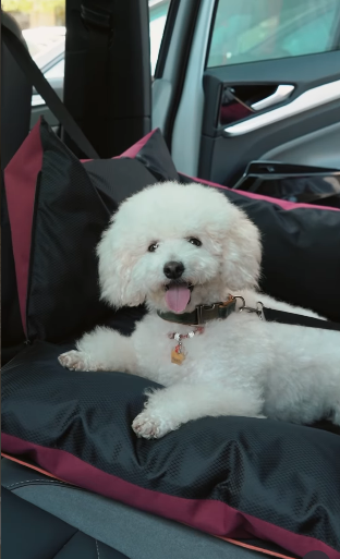 Автокрісло для собак Happy Peppy (Хеппі Пеппі) DogWay Запоріжжя - фото 4